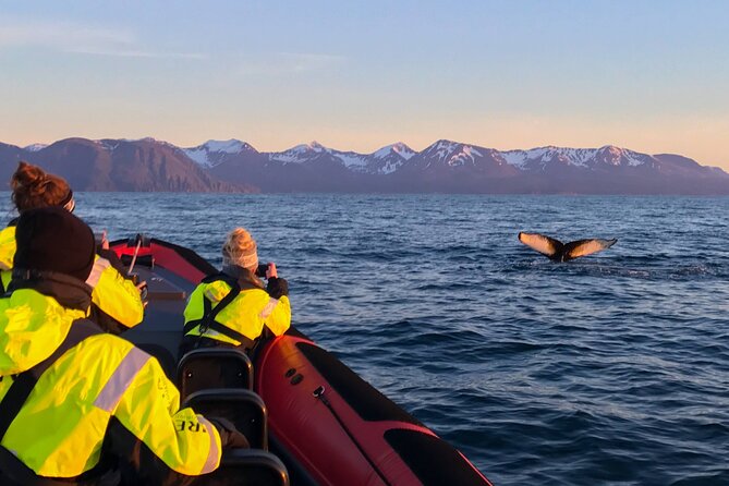 Big Whales & Puffins RIB boat tour from Húsavík - A crew that improves the odds and the understanding