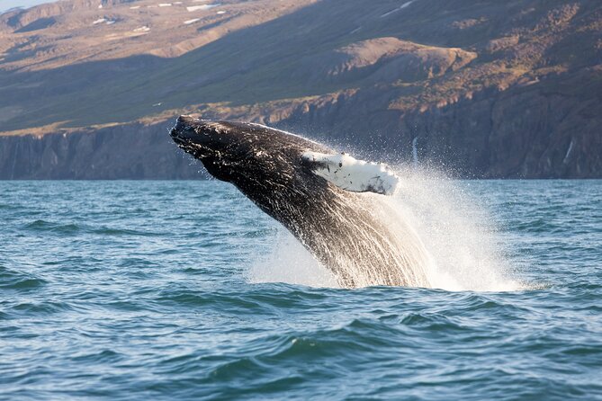 Big Whales & Puffins RIB boat tour from Húsavík - Cold weather, rough water, and what to wear