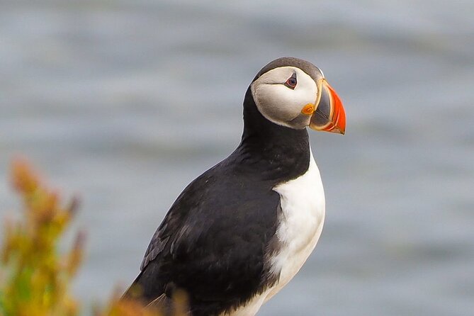 Big Whales & Puffins RIB boat tour from Húsavík - Is $203.16 a fair price?