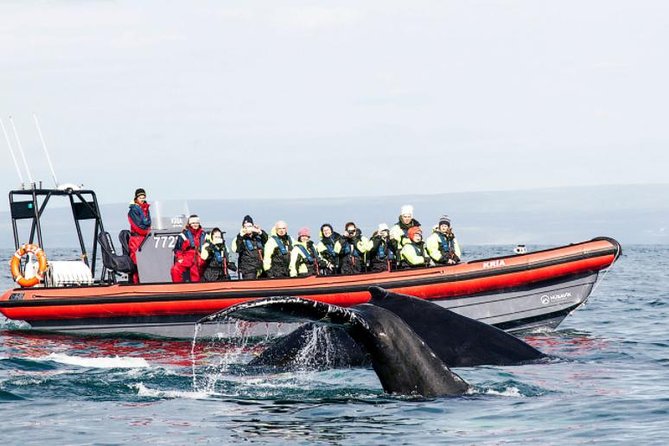 Big Whales & Puffins RIB boat tour from Húsavík - Why the RIB boat changes the experience