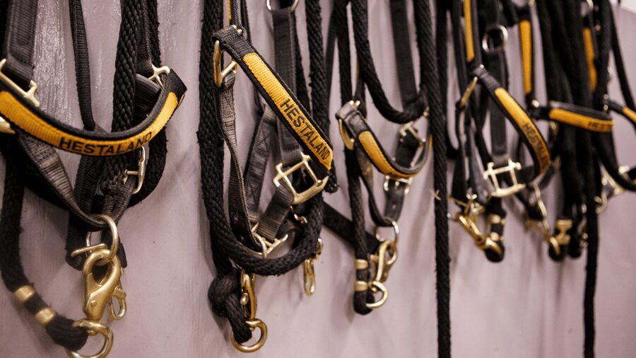 Borgarnes: Horseback Riding Tour with Prep Lesson - Key points to know before you ride