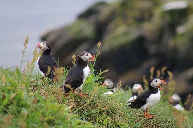 Classic Puffin Watching Cruise from Downtown Reykjavík - Why this small Reykjavík cruise works so well