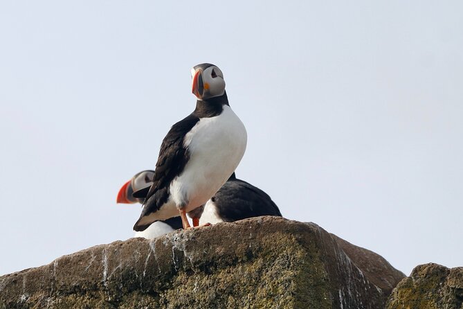 Classic Puffin Watching Cruise from Downtown Reykjavík - What you can realistically expect to see
