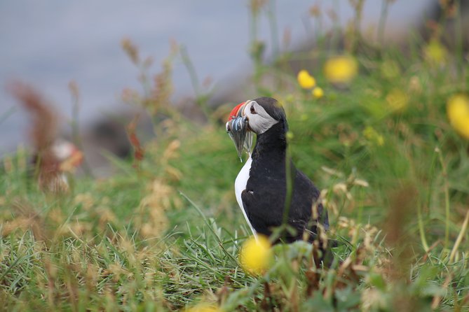 Classic Puffin Watching Cruise from Downtown Reykjavík - Who should book this puffin cruise