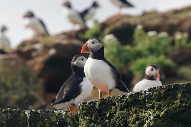 Classic Puffin Watching Cruise from Downtown Reykjavík - The 15-minute run to the puffin islands