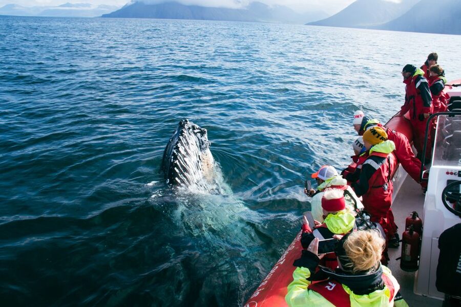 Dalvík: Whale Watching Speedboat Tour - Who should book this Dalvík tour?