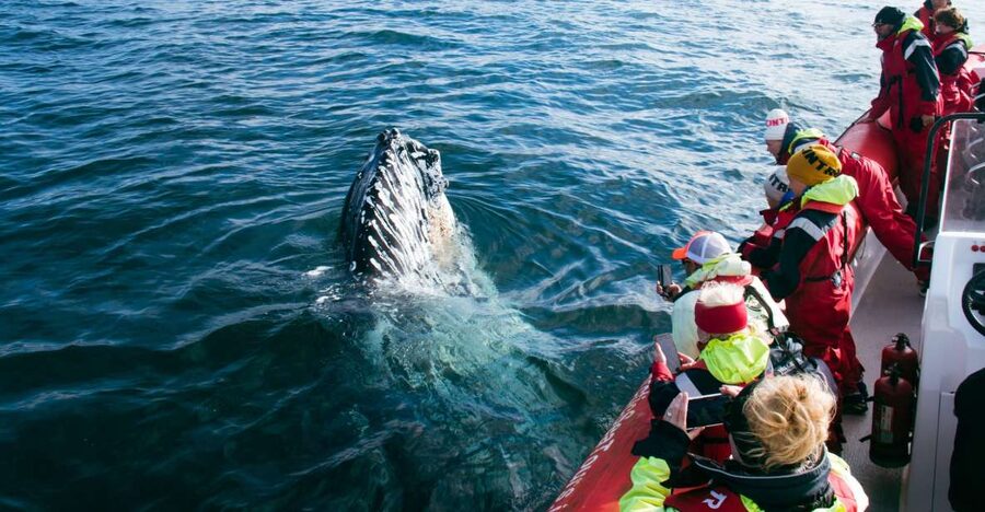 Dalvík: Whale Watching Speedboat Tour - Leaving Hafnarbraut 22 for Eyjafjörður