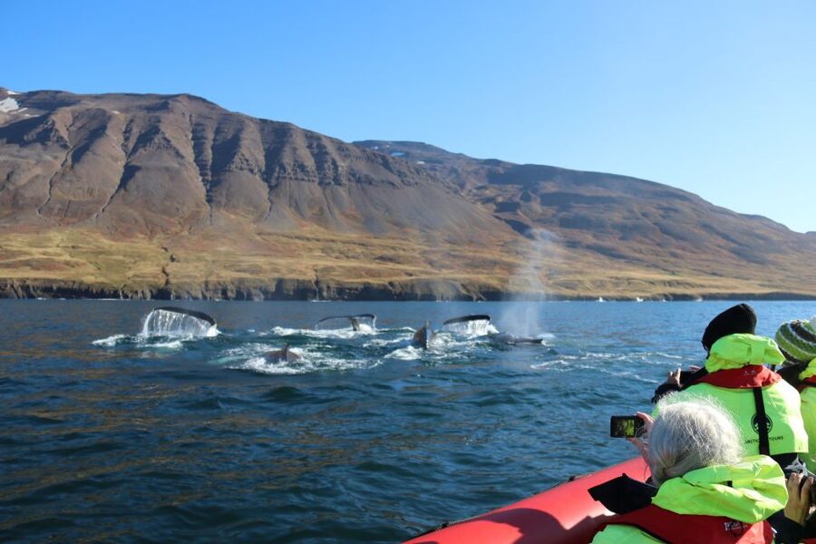 Dalvík: Whale Watching Speedboat Tour - The central 45 minutes: watching whales and dolphins