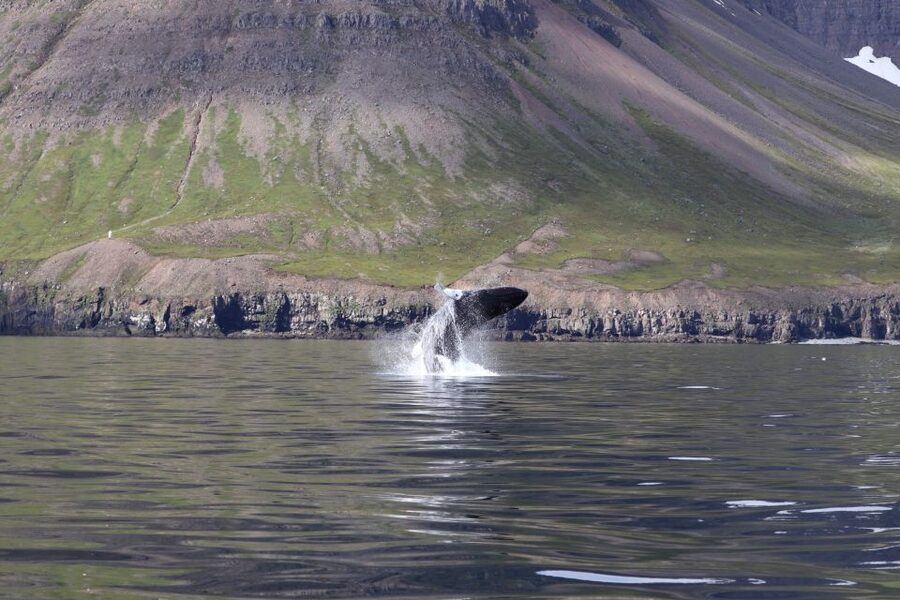 Dalvík: Whale Watching Speedboat Tour - The final 30 minutes: returning through the fjord