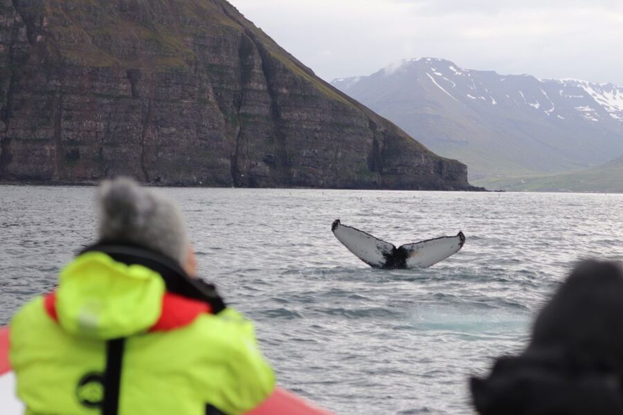Dalvík: Whale Watching Speedboat Tour - Puffins from April through August