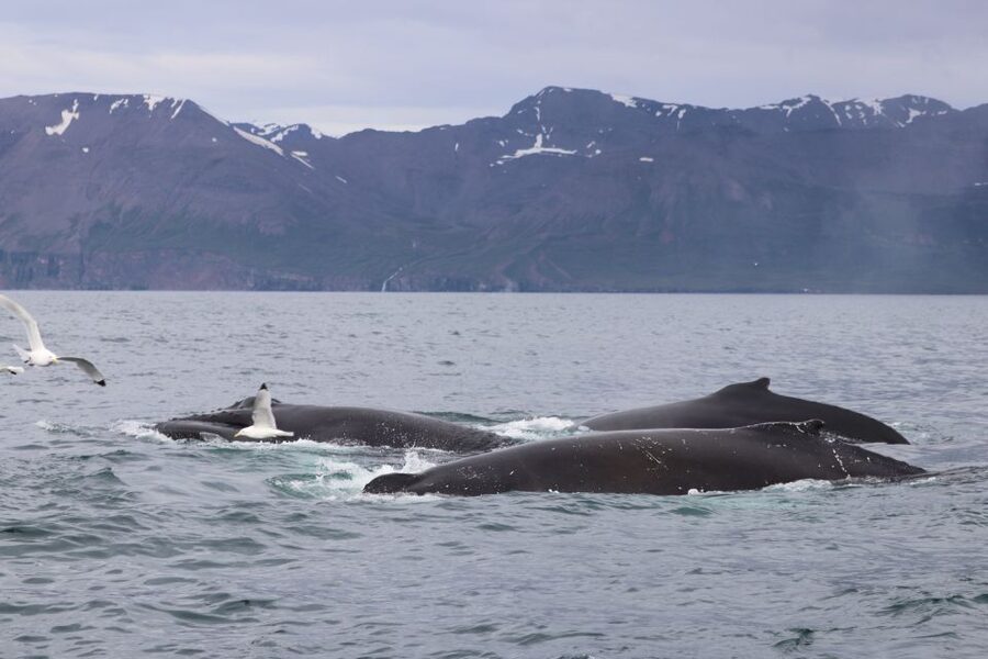 Dalvík: Whale Watching Speedboat Tour - Why the small group matters