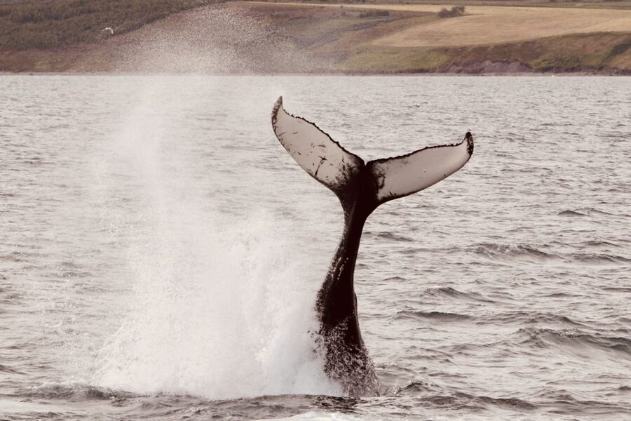 Dalvík: Whale Watching Speedboat Tour - Is $165 a fair price for two hours?