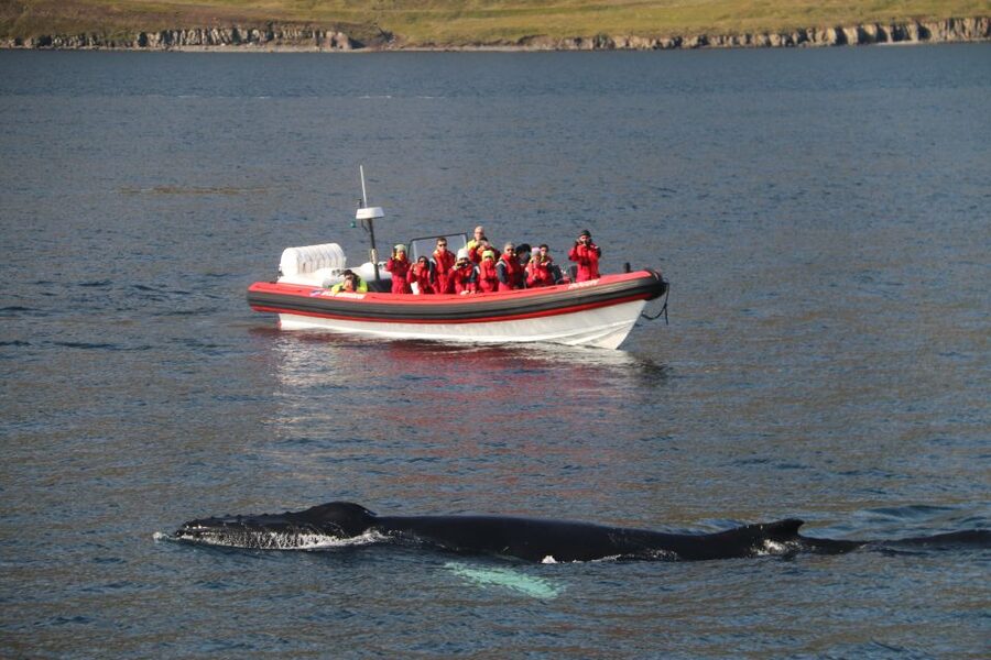 Dalvík: Whale Watching Speedboat Tour - The first 30 minutes: speed, mountains, and open water