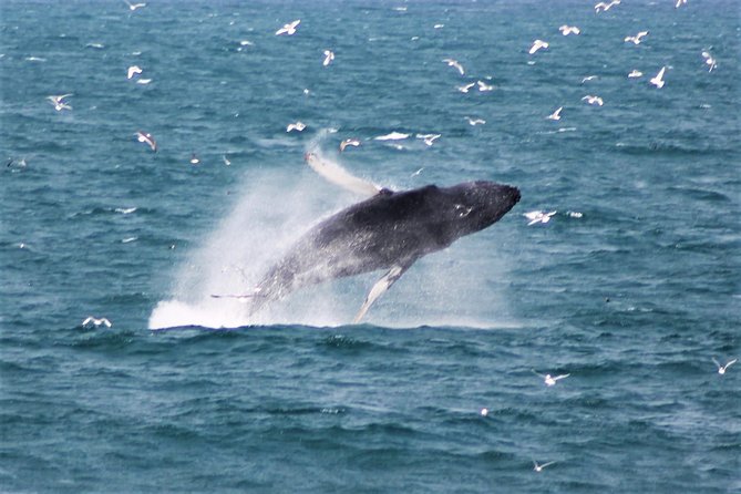 Deluxe Whale Watching and Whales of Iceland Exhibition Combo from Reykjavik - A whale trip that wisely includes a museum