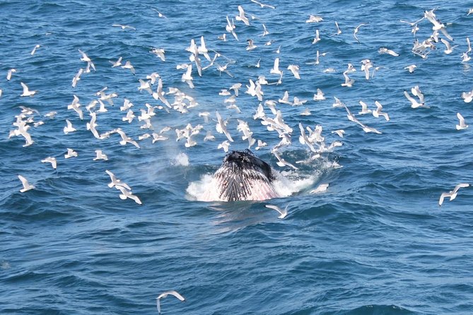 Deluxe Whale Watching and Whales of Iceland Exhibition Combo from Reykjavik - The first 20 to 30 minutes at sea