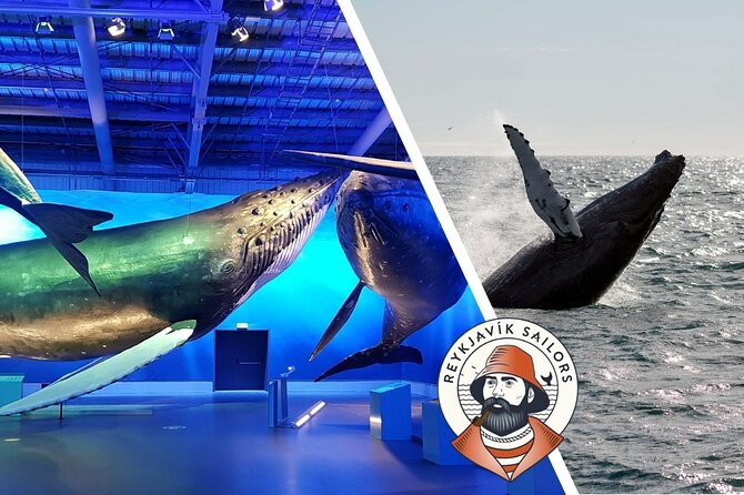Deluxe Whale Watching and Whales of Iceland Exhibition Combo from Reykjavik - What you might see from the viewing area