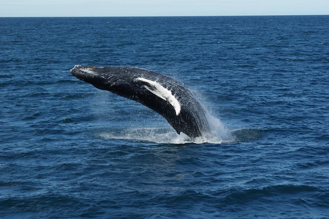 Deluxe Whale Watching and Whales of Iceland Exhibition Combo from Reykjavik - Two hours of watching can feel long