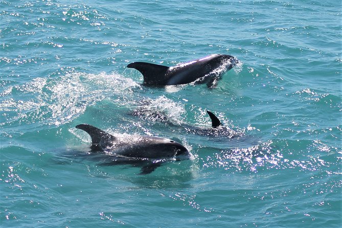 Deluxe Whale Watching and Whales of Iceland Exhibition Combo from Reykjavik - Whales of Iceland after the cruise
