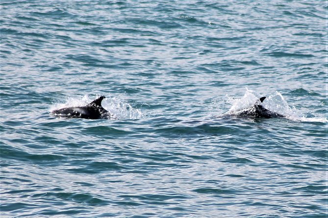 Deluxe Whale Watching and Whales of Iceland Exhibition Combo from Reykjavik - Meeting the boat at Reykjavik’s Old Harbour