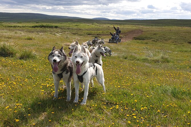 Dog Sledding and Mushing Experience by Siberian Husky in Iceland - Key points to know before booking