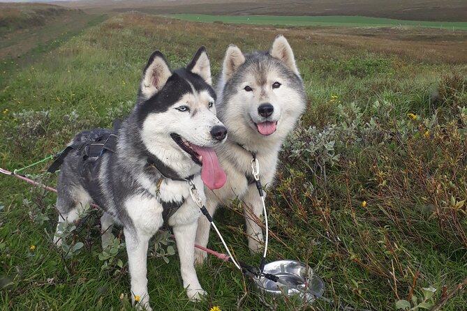 Dog Sledding and Mushing Experience by Siberian Husky in Iceland - A working dog experience in North Iceland