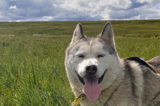 Dog Sledding and Mushing Experience by Siberian Husky in Iceland - The 3 to 4 km cart ride