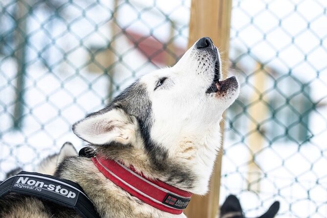 Dog Sledding Tour near Akureyri - Key points at a glance