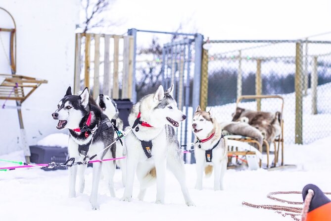 Dog Sledding Tour near Akureyri - Riding through Akureyri’s woods and fjord country