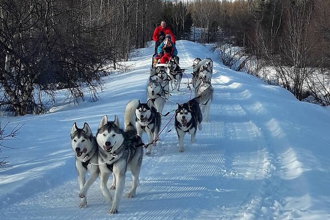 Dog Sledding Tour near Akureyri - Cuddle time and the warmer side of the experience