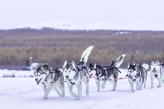 Dog Sledding Tour near Akureyri - What the two-hour schedule really gives you
