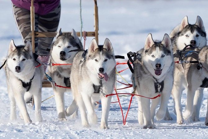 Dog Sledding Tour near Akureyri - Pickup, equipment, and practical details
