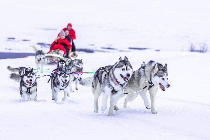 Dog Sledding Tour near Akureyri - Who should book this Akureyri activity