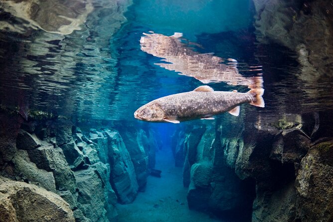 Double Snorkeling Adventure near Húsavík in North Iceland - Why the guide matters in such a small group