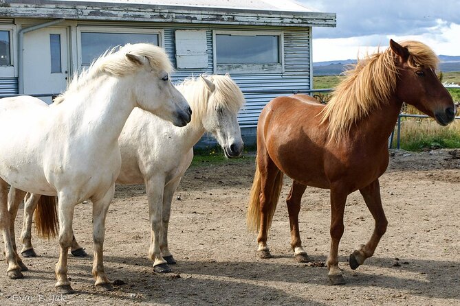 Experience Countryside of Iceland by Horseback Riding - Why the Icelandic horse makes this ride different