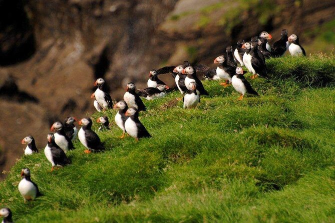 Eyjascooter Puffin Tour in Iceland - Why a scooter makes sense on Heimaey