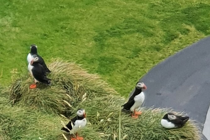 Eyjascooter Puffin Tour in Iceland - Crossing Heimaey for views and volcanic stories