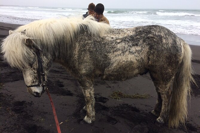Family Horse Riding Tour in Thorlakshofn - Pickup, meeting point, and an important transport warning
