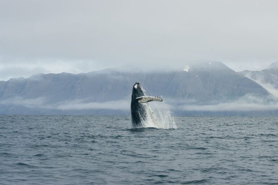 From Dalvik: Arctic Whale Watching in Northern Iceland - Key things to know before sailing