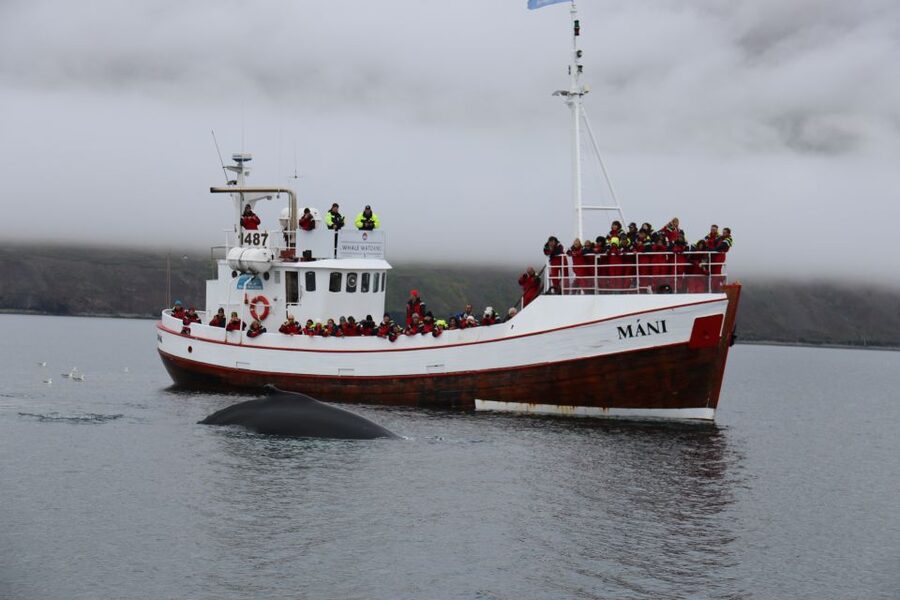 From Dalvik: Arctic Whale Watching in Northern Iceland - Who will get the most from this tour
