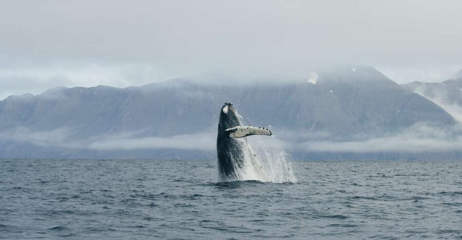 From Dalvik: Arctic Whale Watching in Northern Iceland - The first 45 minutes through Eyjafjörður