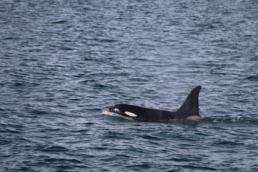 From Dalvik: Arctic Whale Watching in Northern Iceland - The middle 45 minutes, when the fjord gets exciting
