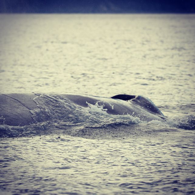 From Dalvik: Arctic Whale Watching in Northern Iceland - Another 45 minutes of searching and scenery