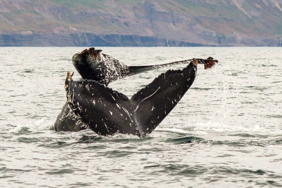 From Dalvik: Arctic Whale Watching in Northern Iceland - Hot chocolate and the short ride home