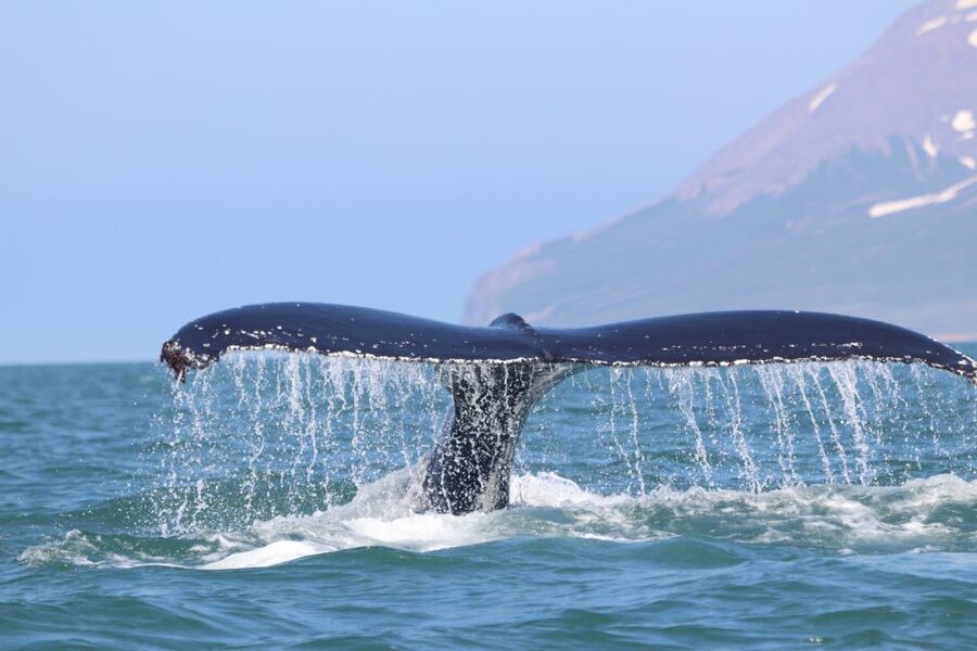 From Dalvik: Arctic Whale Watching in Northern Iceland - What the wildlife experience is really like