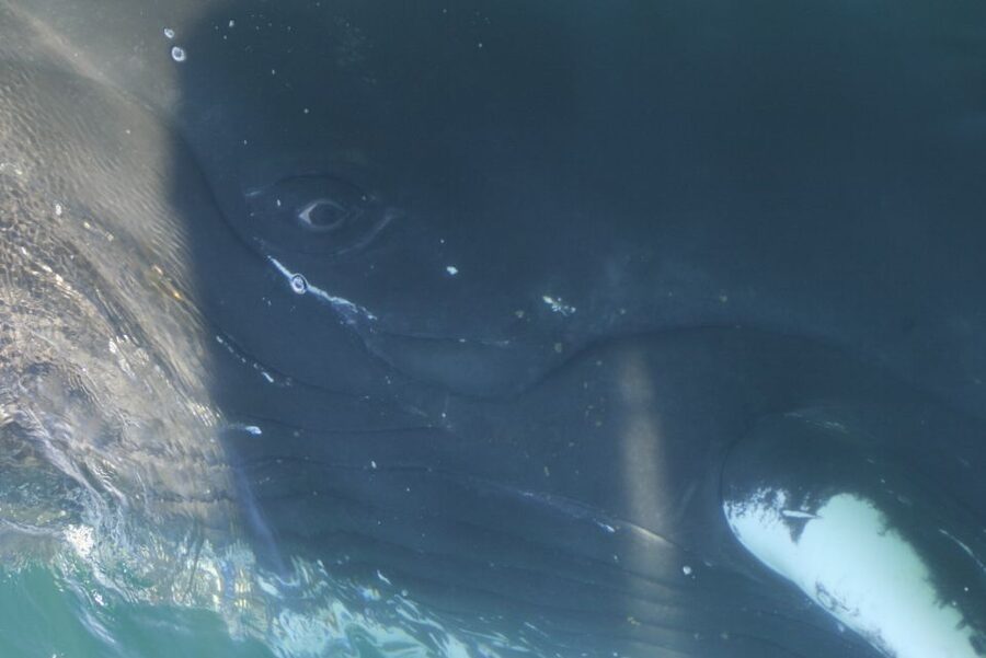 From Dalvik: Arctic Whale Watching in Northern Iceland - Comfort, guides, and the small-group advantage