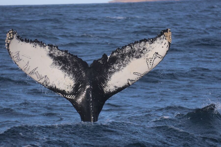 From Dalvik: Arctic Whale Watching in Northern Iceland - Starting at Hafnarbraut 22 in Dalvík