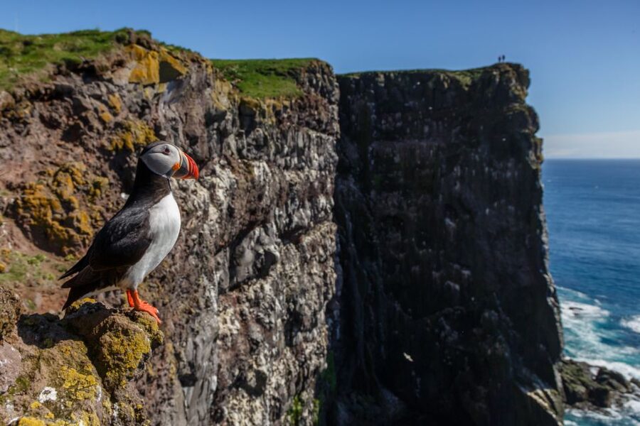 From Reykjavík: 3-Day Tour of the Wild Westfjords - Day 2: Látrabjarg birds, Rauðasandur sand, and Dynjandi