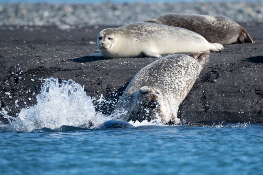 From Reykjavík: 3-Day Tour of the Wild Westfjords - Food, rooms, weather, and the real cost