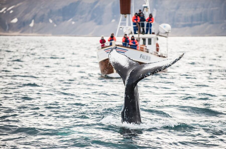 From Reykjavík: 4, 5, 6 or 7-Day Small-Group Ring Road Tour - The guide and vehicle make the difference