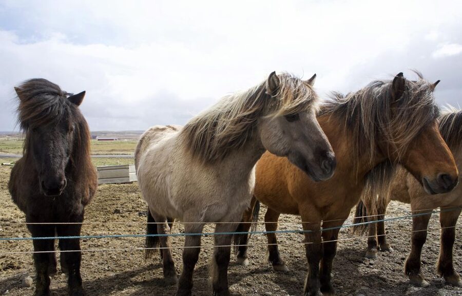 From Reykjavik: 6-Day Icelandic Ring Road Tour - Key points to know before booking